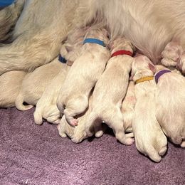 Golden Retriever Puppies from Avalon English Retrievers