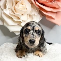Oakley - Dapple male Dachshund puppy in Redding, California from Jean & Mae Doxies
