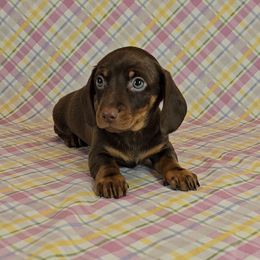 Dachshund Puppies from Newbern's Nuggets