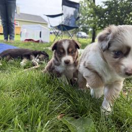 Miniature Australian Shepherd Puppies from Wishing Tree Minis