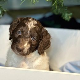 Rudi- Pink Girl - Parti Goldendoodle puppy in Erlanger, Kentucky from Life is Golden Doodles