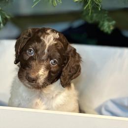 Rudi- Pink Girl - Parti Goldendoodle puppy in Erlanger, Kentucky from Life is Golden Doodles