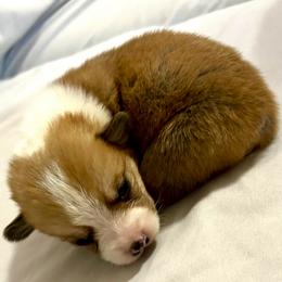 Leafeon - Red male Pembroke Welsh Corgi puppy in Deming, New Mexico from Sylvan Lane Corgis
