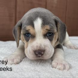 Grey AKC - Blue tan and white male Beagle puppy in Rogersville, Missouri from Hales Little Beagle Haven