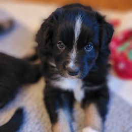 Australian Shepherd Puppies from Summit Australian Shepherds
