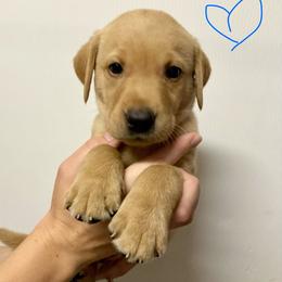 Blue - Yellow male Labrador Retriever puppy in Newaygo, Michigan from Royal Oak Gundogs