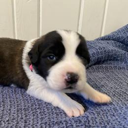 Dark pink female - Red and white female Saint Bernard puppy in Albany, Georgia from Magnolia Saint Bernards