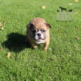 Boxer, English Bulldog, and French Bulldog Puppies from Hillview Kennels