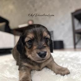 Eliot - Cream male Dachshund puppy in Oklahoma City, Oklahoma from OkieDoxieland Dachshunds