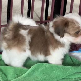 Havanese Puppies from Delightful Havanese