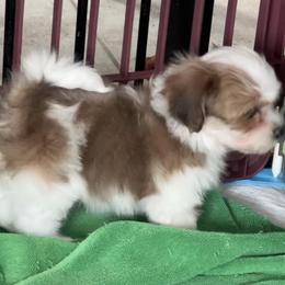 Havanese Puppies from Delightful Havanese