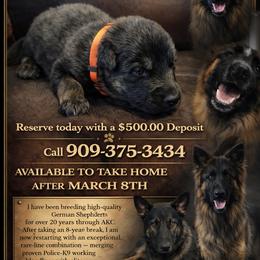 German Shepherd Puppies from Brooks High Quality Breeders