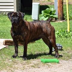 Damali - Boerboel