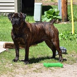 Damali - Boerboel