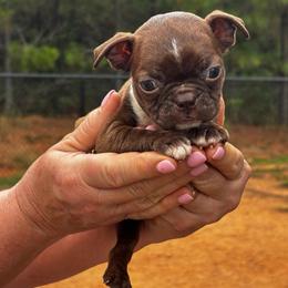 Minnie - Brindle and white female Boston Terrier puppy in Covington, Georgia from Tuxedo Bostons of Atlanta