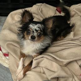 Casso - Chihuahua