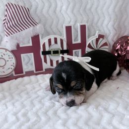 Pocket Beagle Khali - Black tan and white female Beagle puppy in Gentry, Arkansas from HC Puppy Ranch