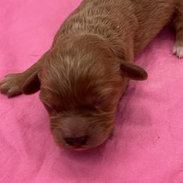 Sylvie - Red female Cavapoo puppy in Burke, New York from Patti’s Puppies