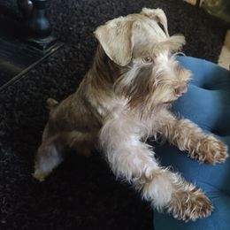 Little Man Male $1,600 - Liver Miniature Schnauzer puppy in Forney, Texas from Gus Puppies