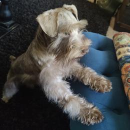 Little Man Male $1,600 - Liver Miniature Schnauzer puppy in Forney, Texas from Gus Puppies