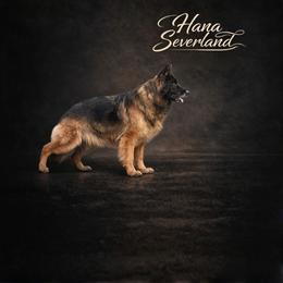Hana - German Shepherd