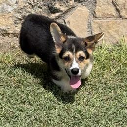 Baby Blue - Black and tan male Pembroke Welsh Corgi puppy in Brackettville, Texas from Schott’s Country Corgis