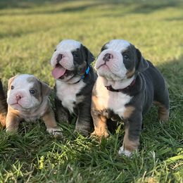 Australian Labradoodles and Bulldogs from Jena Edmond
