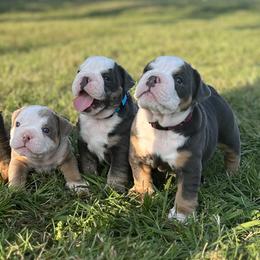 Australian Labradoodles and Bulldogs from Jena Edmond