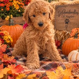 Sofi - Red  female Goldendoodle puppy in Naples, Florida from Goldendoodles Of Naples,INC