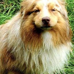 Australian Shepherds from Charleyne Stumpf