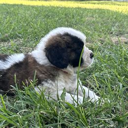 Coral - Mahogany and white female Saint Bernard puppy in Warrensburg, Missouri from Hirt House Saints