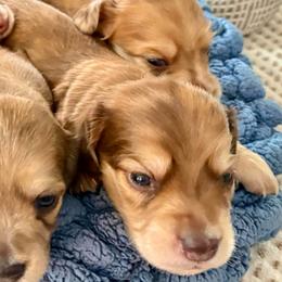 Cash - Chocolate and cream male Dachshund puppy in Visalia, California from DachGraston Dachshunds