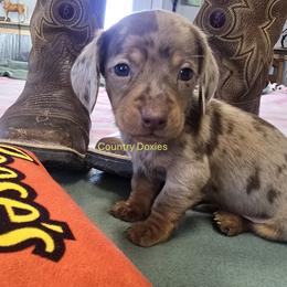Lite choc - Dapple male Dachshund puppy in Cedar City, Utah from Country Doxies