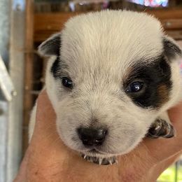 Boy 4- Slider - Blue Australian Cattle Dog puppy in Sebastopol, California from A Bar G Ranch ACDs