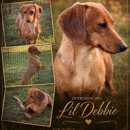 Lil Debbie - Dachshund