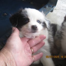 Sassy - Blue merle female Australian Shepherd puppy in Cynthiana, Kentucky from Mike's Mini Australian Pups