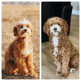 Goldendoodle Puppies from You Are My Sunshine Doodle