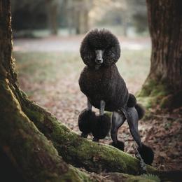 Poodles from Raventree Poodles