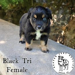 Bobbi - Black tri female Miniature Australian Shepherd puppy in Jaroso, Colorado from Heaven Sent Aussies