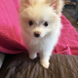Girl 1 - Cream parti female Pomeranian puppy in Lookout, West Virginia from Ashley Miller's Pomeranians