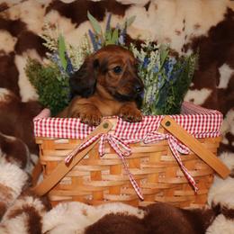 Dachshund Puppies from The Mini Weenies