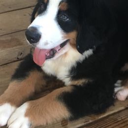 Bernese Mountain Dog Puppies from D’S Bernese Mountain Dogs