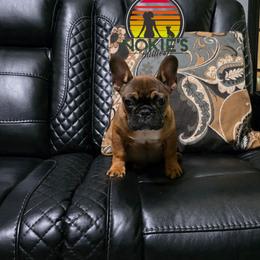 (M2) T Man aka Tax - Fawn and white male French Bulldog puppy in Springfield, Missouri from #1 Frenchies aka Nokie's Bullies