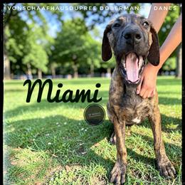 Miami - Brindle female Great Dane puppy in Columbus, Ohio from Von Schaaf Haus DuPree