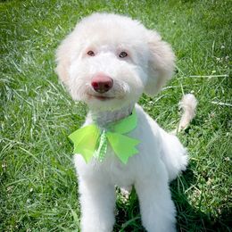 Double Doodle, Goldendoodle, Poodle, Yorkipoo, and Yorkshire Terrier All Grown Up from Edgewater Doodles & Designer Pups