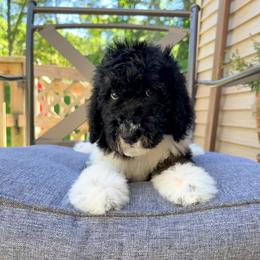 Snickers - Phantom male Goldendoodle puppy in Milford, Pennsylvania from Doodles Are Golden