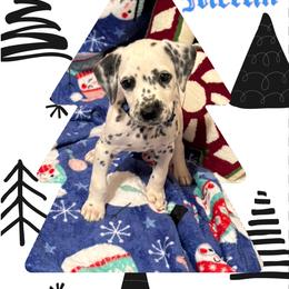 LUA Merlin - White and black male Dalmatian puppy in Las Vegas, Nevada from 101 Dew Dream Valley Dalmatians