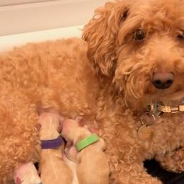 Maltipoos from Amanda Tsoi - Golden Maltipoo Pups