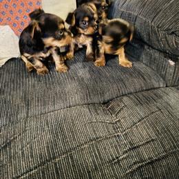 Yorkshire Terrier Puppies from J&M Yorke Farm