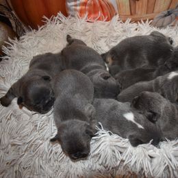 French Bulldog Puppies from NC French Kiss-A-Bulls